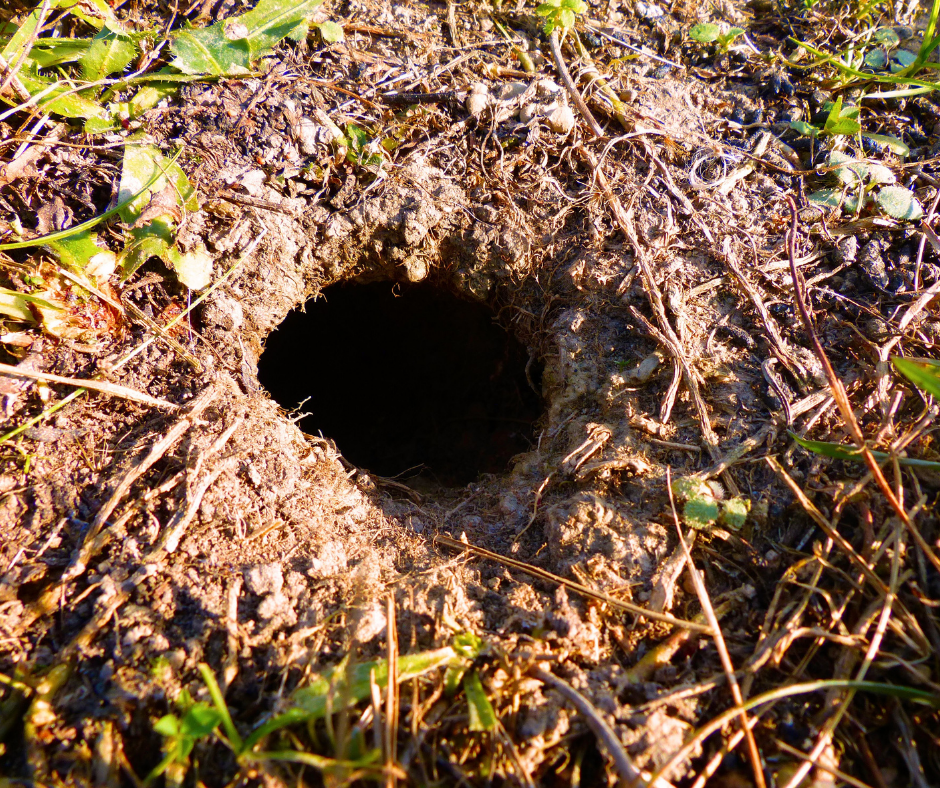 A deep, round burrow dug into the soil, with long grass all around.