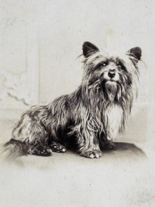 Bobby, a long-haired Skye Terrier with pointy ears and a bright expression
